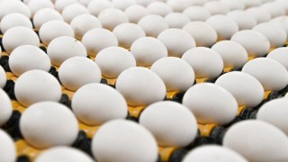 TÜİK: Türkiye’de Tavuk Yumurtası Üretimi Şubatta %17,6 Arttı