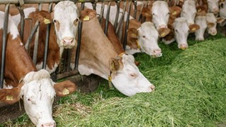 TÜİK: Türkiye'de Toplanan İnek Sütü Miktarı Şubatta Azaldı