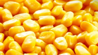 Tunus 27 bin ton yemlik mısır için ihale açtı