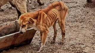 TVHB Başkanı Ali Eroğlu: Barınaklarda hayvan ihmali kabul edilemez