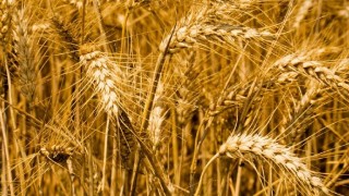 Ukrayna’da Tahıl Stokları Yıllık %51 Arttı