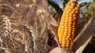 Ukraynalı çiftçiler buğday ve mısır satışını durdurdu