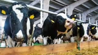 Ulusal Kırmızı Et Konseyi (UKON) 2026 Kurbanlık Raporu’nu açıkladı!