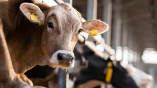 Ulusal Süt Konseyi Mart Ayı Çiğ Süt Maliyetini Açıkladı