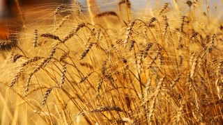 Ürdün 60 bin ton buğdayı Cargill’den satın aldı