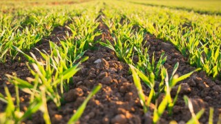 USDA: ABD buğday ekim alanı 1919’dan beri en düşük