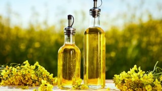 USDA: Hindistan'da Kanola Üretimi Rekora Koşuyor