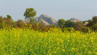 USDA: Hindistan'da Kanola Üretimi Soya Fasulyesini Geride Bıraktı