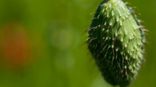 Uzmanlar Uyardı: Kuduz Salatalık Hızla Yayılıyor