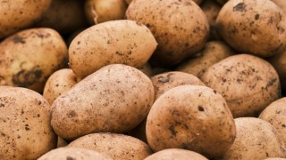 Avrupa'da patates borsası bir ayda yüzde 704 yükseldi