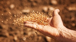 BM ve Grist: Aşırı Sıcaklar Küresel Gıda Üretimini Zorluyor