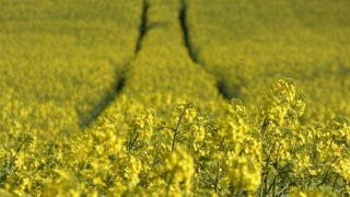 Bunge düşük karbonlu üretimde ölçeği büyüttü
