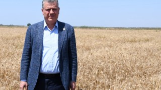 CHP'li Barut: TMO Çukurova buğday alım fiyatını 20 lira açıklamalı
