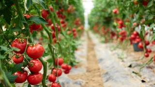 Domates fiyatı yıllık %265 arttı