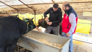 Giresun İl Tarım'dan Ülper kurban pazarında sıkı denetim