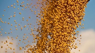 Güney Amerika Tarımında Yeni Dönem: Paraguay Soya Üretiminde Sürdürülebilirlik Standartlarını Yükseltiyor!