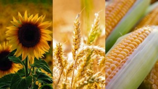 Karadeniz ve Tuna tahıl pazarında yüksek stok alarmı!