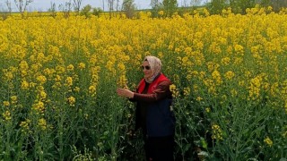 Kırklareli Tarım Müdürlüğü Babaeski'de kanola kontrolü yaptı