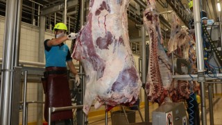 Kocaeli Büyükşehir Kurban Kesim Başvurularını Açıyor