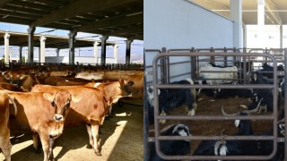 Kurban Satış Yerleri İçin Süreç Başladı