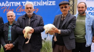 Samsun Büyükşehir Belediyesi Üreticilere Kaz Palazı Dağıttı