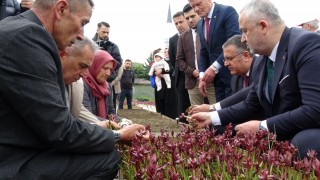 Samsun’da Salep Üretimi 5 Yılda 106 Dekara Çıktı