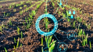 TÜİK 2026 tarım verileri: Buğdayda büyük artış, mısırda düşüş