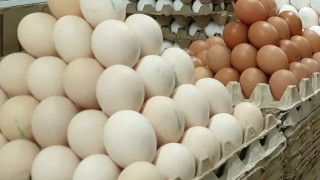 TÜİK: Mart ayında tavuk yumurtası üretimi yüzde 17,6 arttı