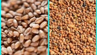 Urfa’da Hububat Piyasası: Sert Buğday ve Mercimek Yükselişte