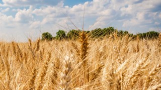 USDA: Küresel tahıl üretimi yeni sezonda 48 milyon ton düşecek