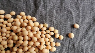 ABD Soya İhracat Konseyi: Çin Brezilya Soyalarına Yöneliyor