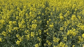 Agrarheute: Almanya'da Çiftçiler Kanoladan Vazgeçiyor