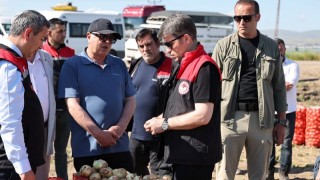 Amasya Oluz Köyü'nde sezonun ilk soğan hasadı gerçekleştirildi