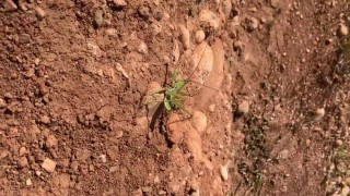 Bakanlık açıkladı: Nemrut'ta biyokaçakçılık yapanlara ceza