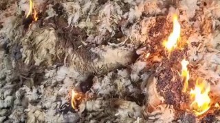 Besici maliyet isyanını paylaştı: Kırkım ve imha için 50 bin TL harcadı