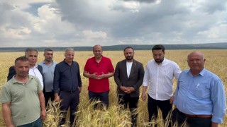 Çiftçinin Feryadı: "Buğday Maliyetini Kurtarmıyor!"