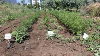 Diyarbakır Büyükşehir Belediyesi Yerel Tohum Seferberliği Başlattı