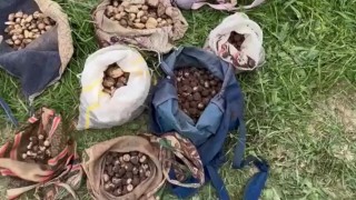 DKMP Çankırı'da kaçak salep toplayan 10 kişiye 6,9 milyon TL ceza kesti