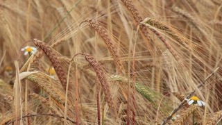 FAO: Küresel tahıl üretimi yüksek seviyesini sürdürecek
