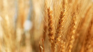 FAO Raporu: Küresel Buğday Üretimi Yüzde 3,8 Azalacak