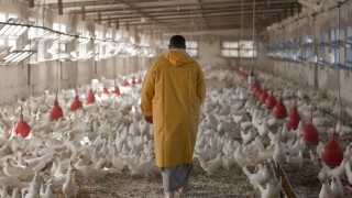 FAO: Sınır Aşan Hayvan Hastalıkları Gıda Güvenliğini Tehdit Ediyor