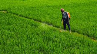 Hindistan'dan Tarihi Üretim Raporu: Tarımda 487 Milyar Dolarlık Hasıla