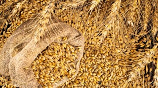 IKAR: Rusya'nın Buğday Rekoltesi Tahmini 91,5 Milyon Tona Çıktı