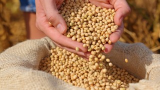 Oil World: Küresel Soya Üretimi 441 Milyon Tonu Aşabilir