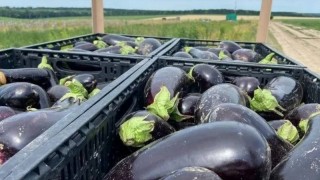 Rusya Ermenistan'dan Tarım Ürünleri İthalatını Durdurdu