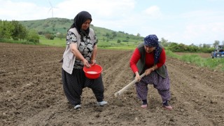 Samsun'da Ladik Fasulyesi İçin Sözleşmeli Tarım Başladı