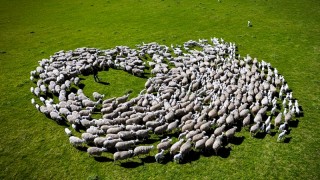 Tarım ve Orman Bakanlığı: Küçükbaş Destek sonuçları açıklandı