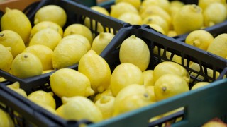 Türkiye’nin limon ihracatı miktar bazında düşerken gelir 402,5 milyon dolara yükseldi