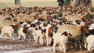UKON: Yılbaşından Bu Yana Kuzu Fiyatı Yüzde 11 Arttı