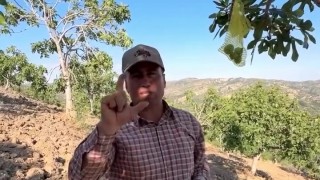 Dampınar Köyünden Nedim Yıldız: İlekleme Olmazsa İncirin %90'ı Kurur